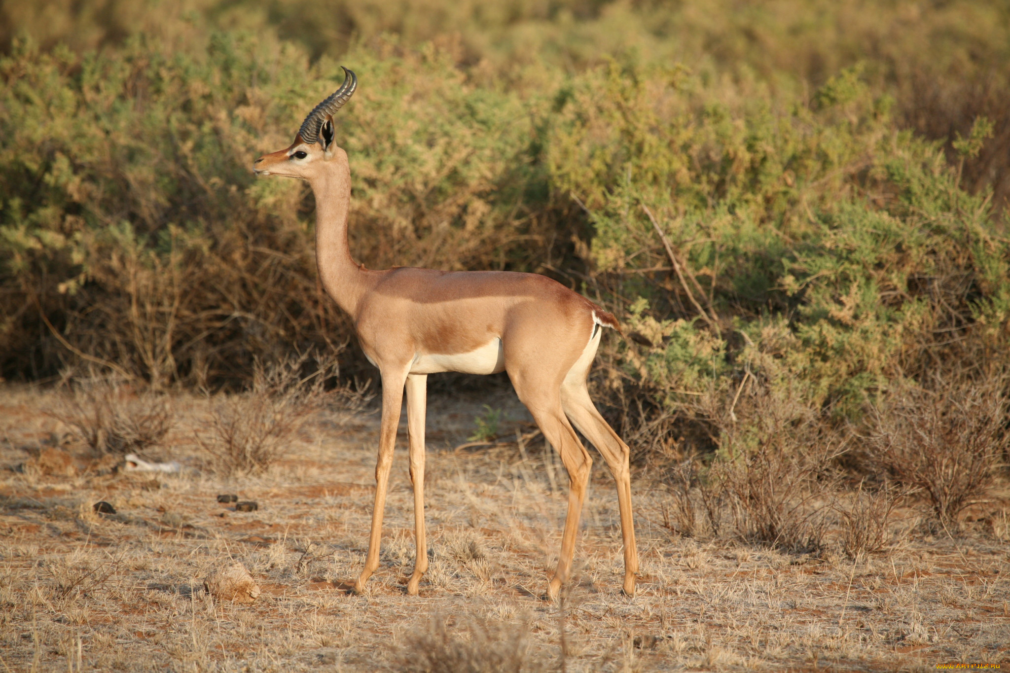 gerenuk, , , , , , , , 